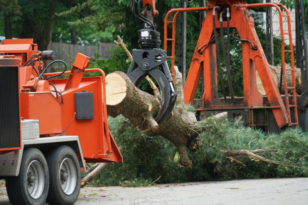 Best Root Management and Removal  in Rawlins, WY